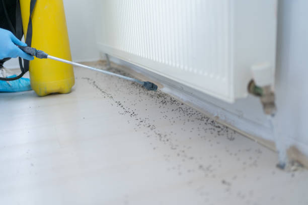 Trusted Holloman Af, NM Pest Control Experts